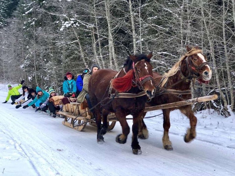 Alături de prieteni, într-o cursă prin pădure în căruța trasă de cai