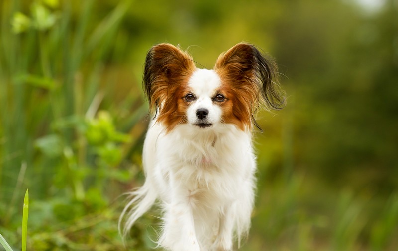 Rasa Papillon - ce caracteristici are unul dintre cei mai ascultători câini