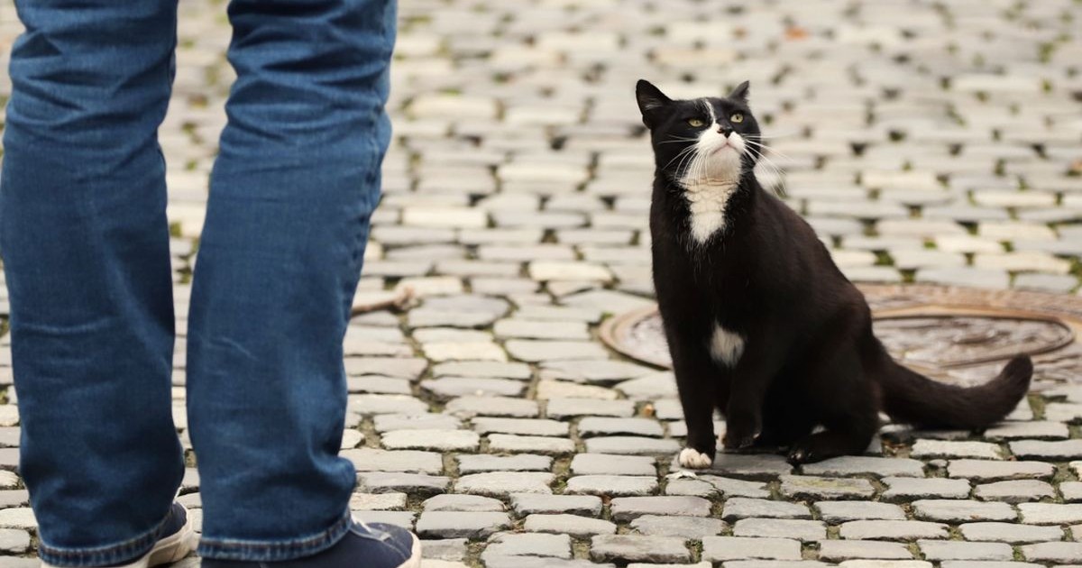 În stânga se văd picioarele unui bărbat îmbrăcat în blugi albaștri și încălțat cu teniși, iar în dreapta este o pisică negru cu alb, care se uită în sus la cineva, București