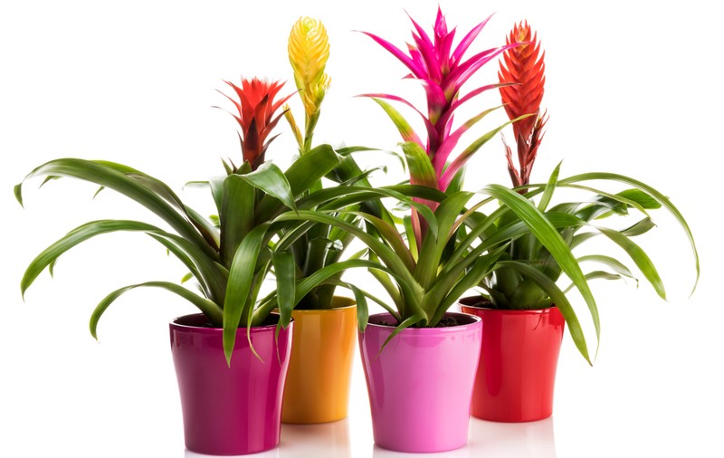 Vriesea -plantare și îngrijire. Curiozități despre aceste flori