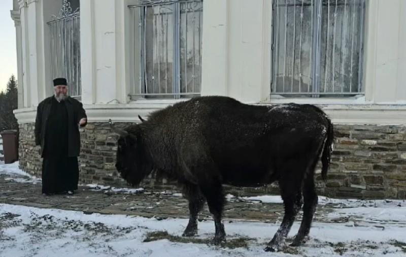 Un zimbru s-a plimbat nestingherit prin curtea mănăstirii Neamț. „Un pelerin neobișnuit” I VIDEO