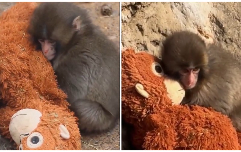 Imagini emoționante cu un pui de maimuță abandonat de mama sa, care și-a găsit alinarea într-o jucărie de pluș, în Japonia | VIDEO