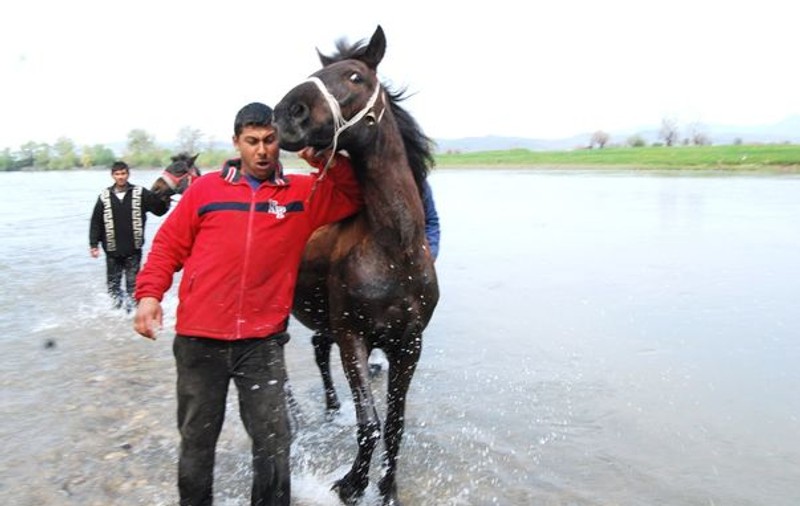Cai salvaţi de la înec de pompieri după ce animalele au rămas prinse în nămol în mijlocul râului Mureş | FOTO 