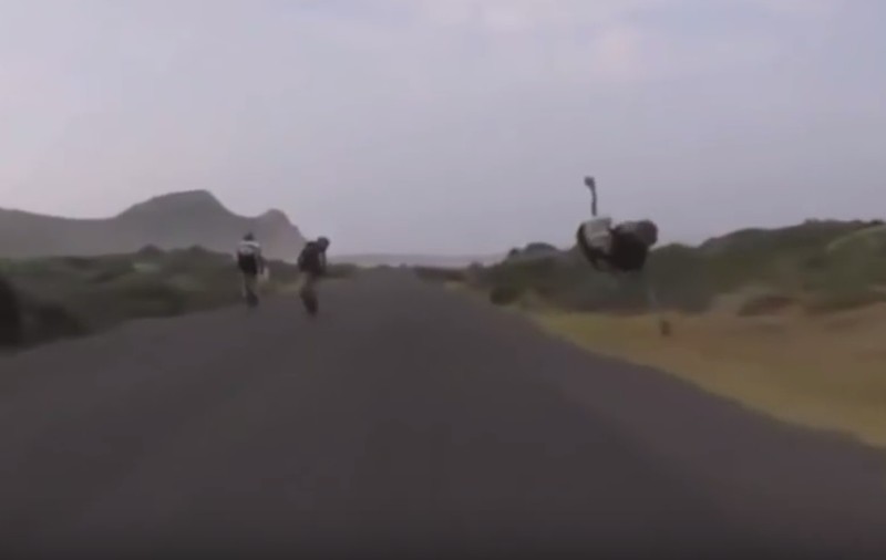 Au avut parte de aventura vieții lor! Doi cicliști au fost urmăriți de un STRUȚ / VIDEO