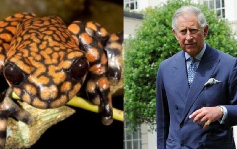 O nouă specie de broască a primit numele prinţului Charles