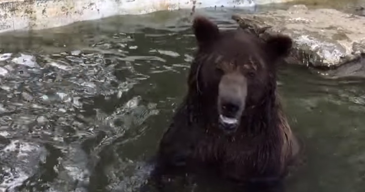 Ursul Baloo, sărbătorit la Straja, la împlinirea a 20 de ani. Meniu cu tort de fructe și faguri de miere