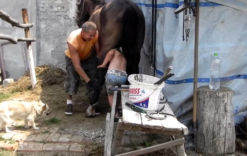 Micul Hercule şi fratele acestuia, puşi să treacă pe sub picioarele unui cal