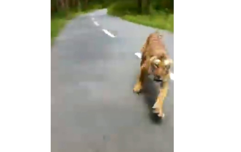 VIDEO | Imagini incredibile: un tigru a ieșit în fugă dintr-o pădure și a alergat un motociclist