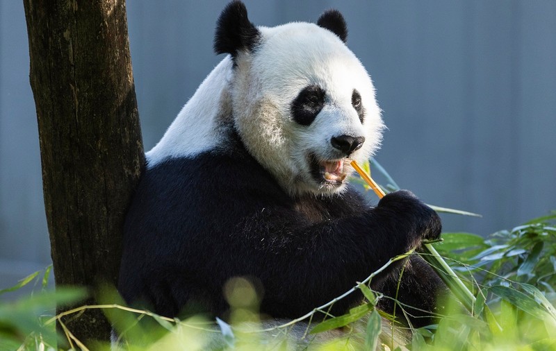 Ursul panda uriaș, eliminat de pe lista animalelor aflate pe cale de dispariție