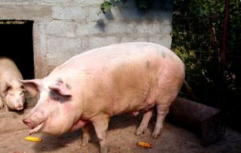 Focare de pestă porcină africană în două localităţi din judeţul Galați