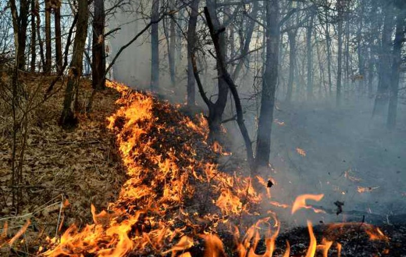 ISU Vâlcea: Incendiile de pădure din Malaia şi Brezoi au fost lichidate