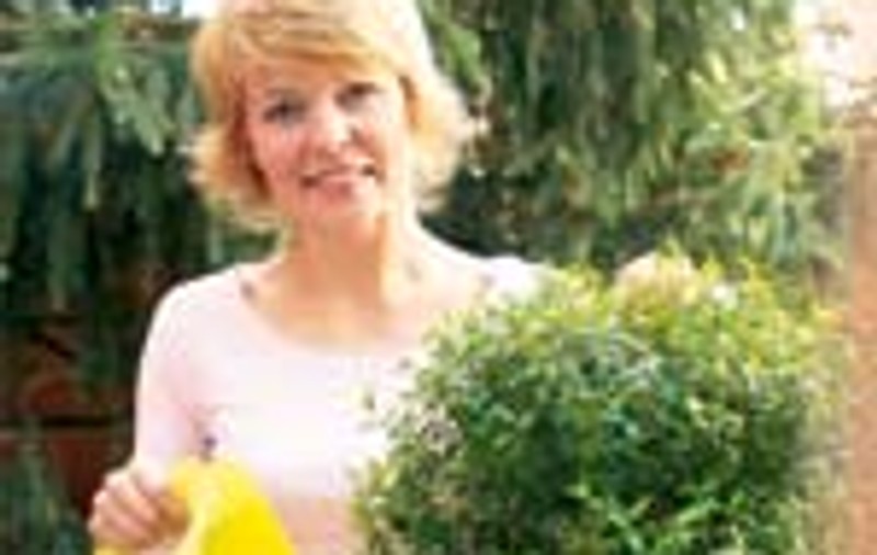 Cum ingrijiti plantele iarna