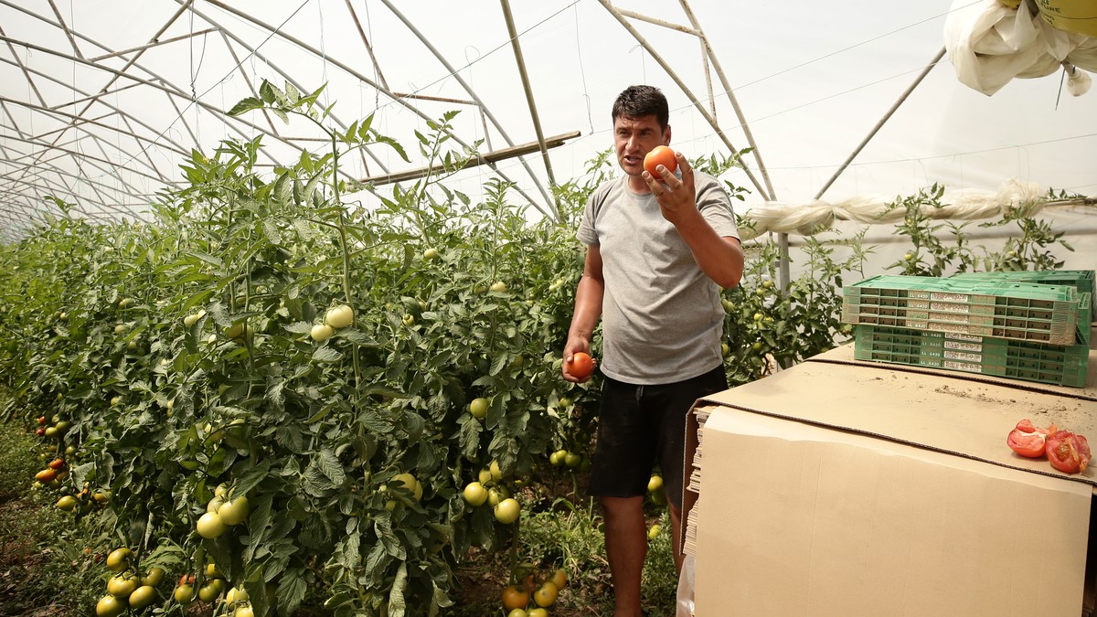 Mihai Chesnoiu își prezintă mândru tomatele pe care le descrie a fi foarte gustoase