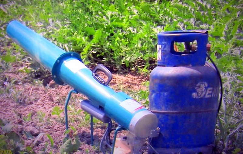 Tunuri chinezești pe butelii de gaz și momâi din cârpe: cum se bat fermierii din Brăila cu ciorile care le atacă recolta