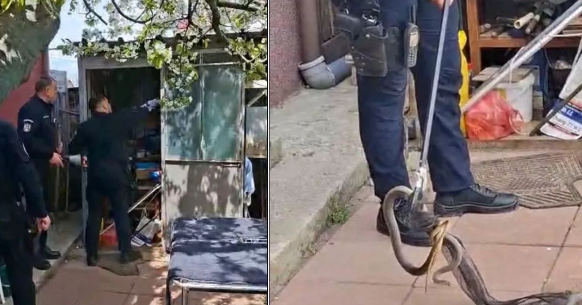 Jandarmii din Galați au prins un șarpe în gospodăria unei femei, 20 aprilie 2026