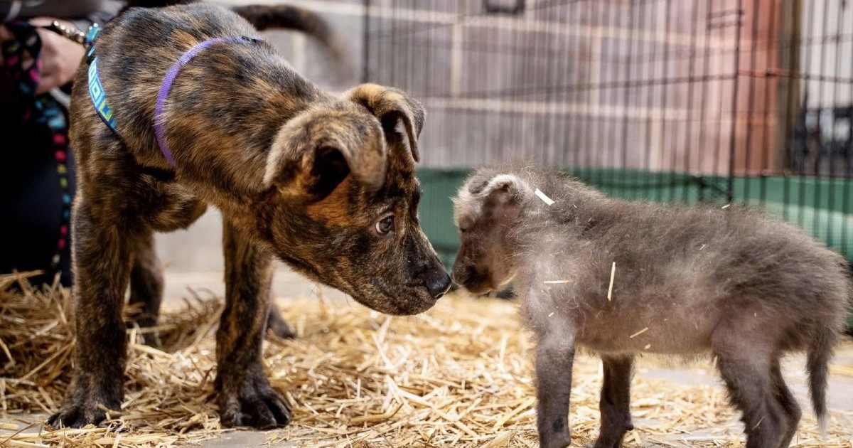 Catelușul Slinky și puiul de lup Amora, Sursă foto: Grădina Zoologică Sedgwick via Facebook
