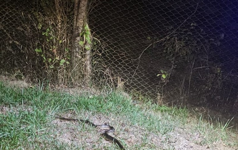 Un șofer din Gorj a stat trei zile cu un șarpe de 1,5 m în mașină. Jandarmii au găsit locul în care se ascundea | VIDEO