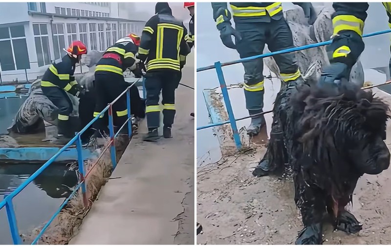 În Brașov, un câine care a fugit de zgomotul petardelor și a căzut în canalul Timișului Sec a fost salvat de pompieri  | VIDEO