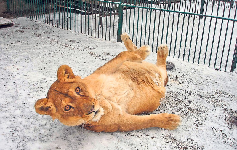 Unele animale de la Zoo par încântate de zăpadă | «Frig? Care frig?» 