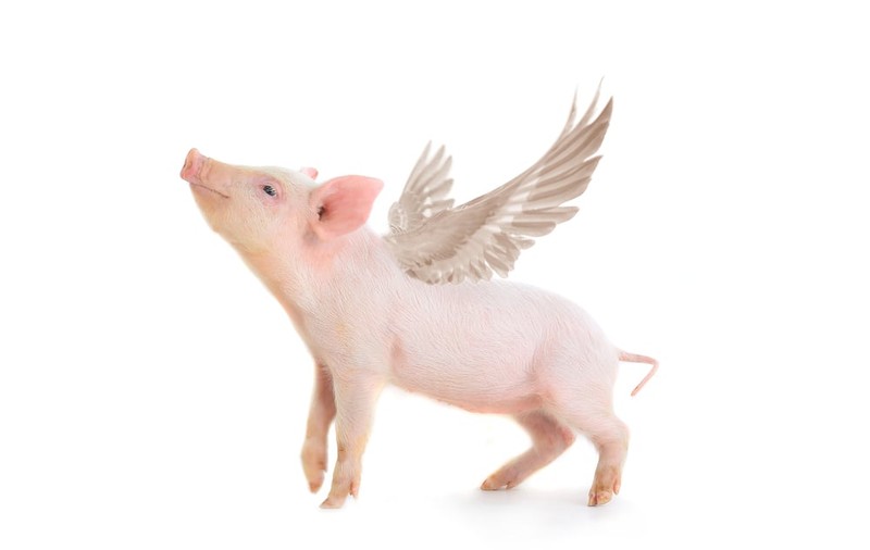 Ce înseamnă când visezi porci