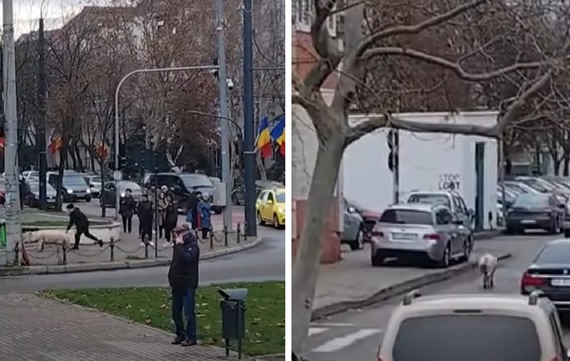 Un porc a încercat să scape de sacrificare și a fugit pe străzile din Vaslui: „Tâgâdâm pâș-pâș”