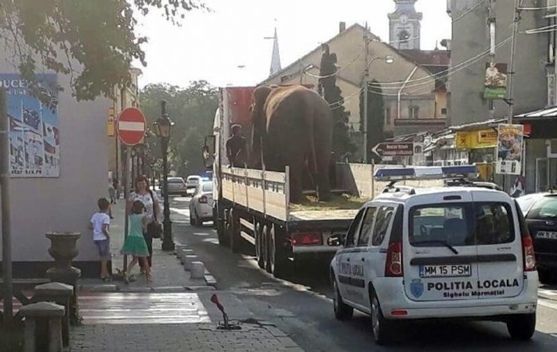Un elefant a fost plimbat pe străzile din Sighetu Marmației pentru a promova un spectacol de circ. Inițiativa a stârnit nemulțumirea iubitorilor de animale / VIDEO