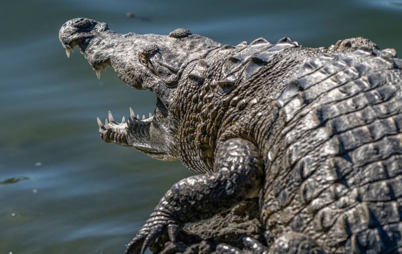Crocodili care vânau din copaci ca leoparzii acum 55.000.000 de ani, descoperiți în curtea unui fermier, în Australia