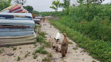 Curtea Doinei Leşeschi, la două săptămâni după percheziţie