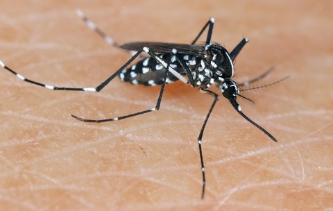 Tigrul asiatic Țânțar Aedes albopictus