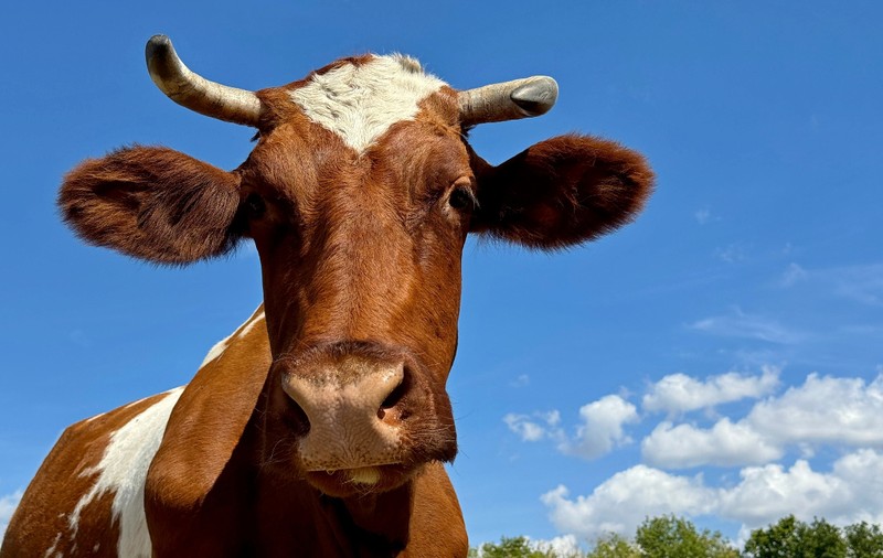 O vacă din Austria a demonstrat că animalele de fermă pot folosi unelte, arată un studiu