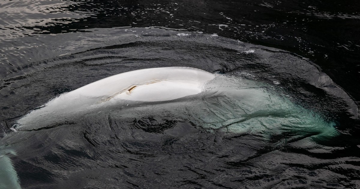 Beluga Hvaldimir Foto: Profimedia