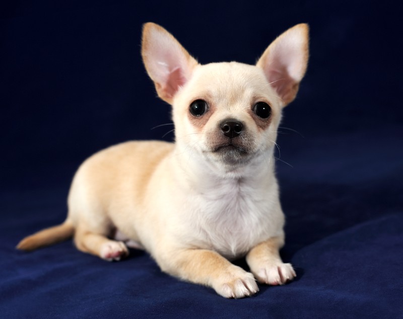 Chihuahua - Personalitate și caracteristici. Cum se dresează cel mai mic câine din lume