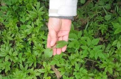 Cum arată planta untișor