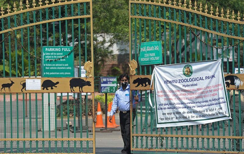 India închide rezervațiile de tigri pentru turiști după ce mai multe animale de la Zoo au fost testate pozitiv la Covid