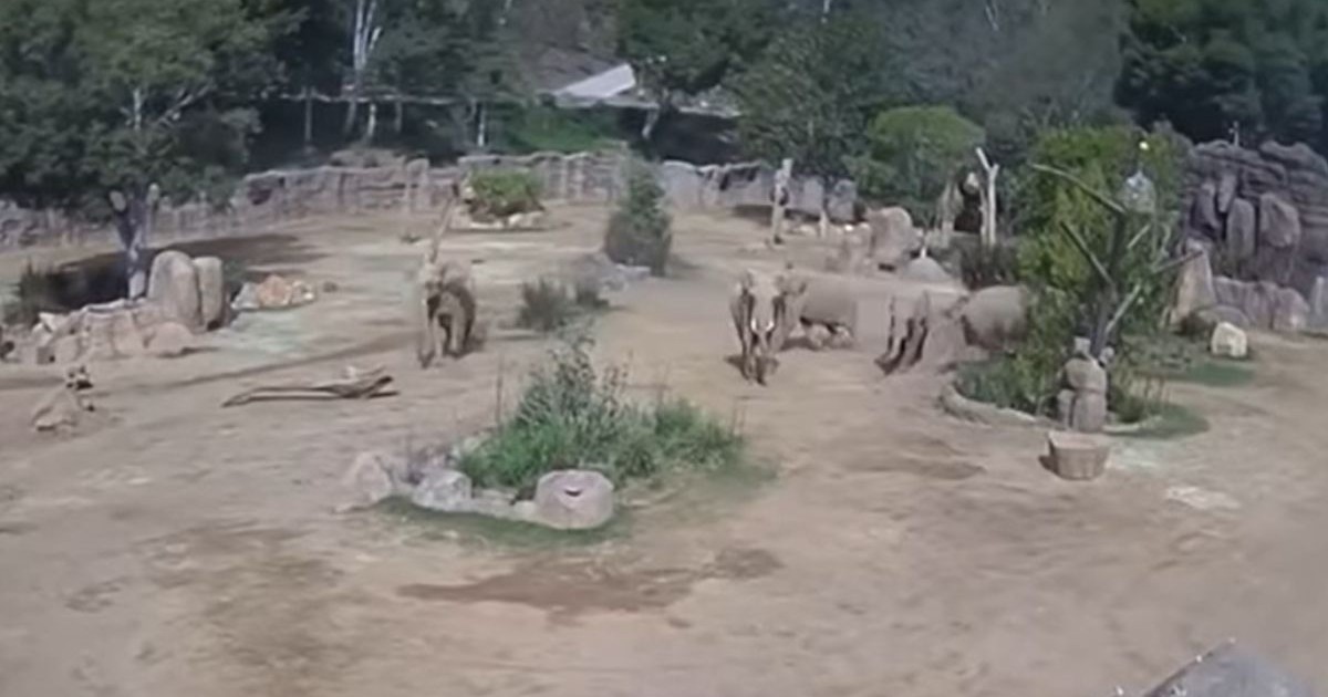 o turmă de elefanti intr o grădină zoologică. În jurul lor sunt mai mulți copaci verzi