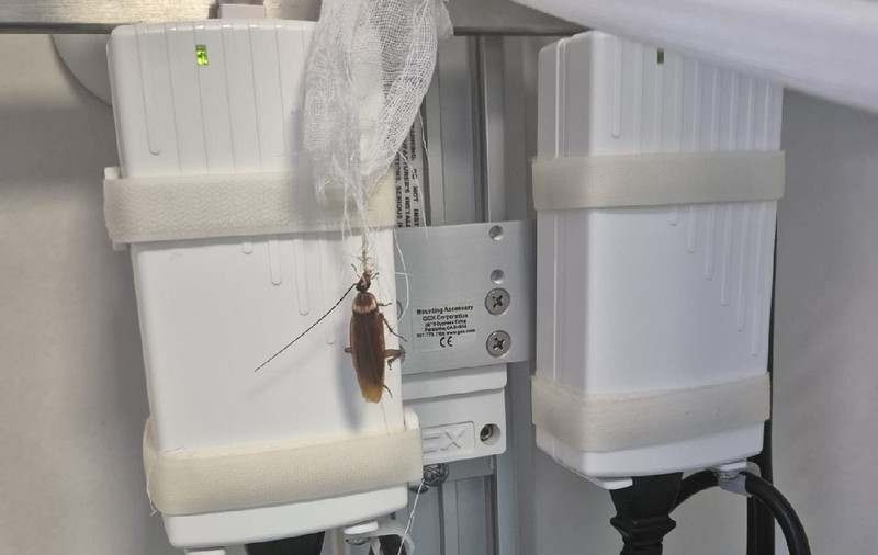 Gândaci și bacterii periculoase, în Centrul de Arși de la Spitalul Floreasca din București: „Mi se spune că și afară e la fel. Nu cred așa ceva!”