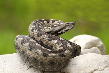 Vipera cu corn