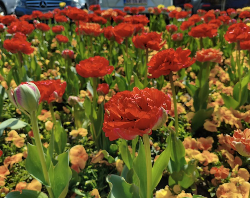 Peste 400.000 de lalele, la cea mai mare expoziție florală din România. Soiul unic care poate fi admirat doar la Pitești