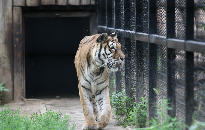 INVESTIGAȚIE EXCLUSIVĂ/ Începe școala la Zoo! Conducerea Grădinii Zoologice din Băneasa le-a cumpărat tigrilor caiete de trei ori mai scumpe decât prețul pieței!