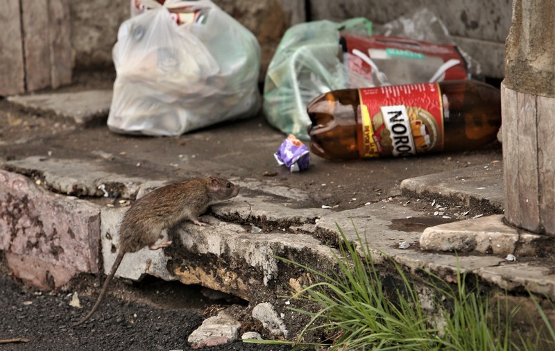 Un tânăr a fost mușcat de șobolan, pe o stradă din centrul Bucureștiului. Reacția Primăriei Capitalei