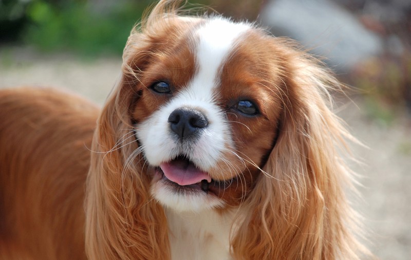 Cavalier King Charles Spaniel - ce caracteristici are câinele cu urechi lungi și păr ondulat