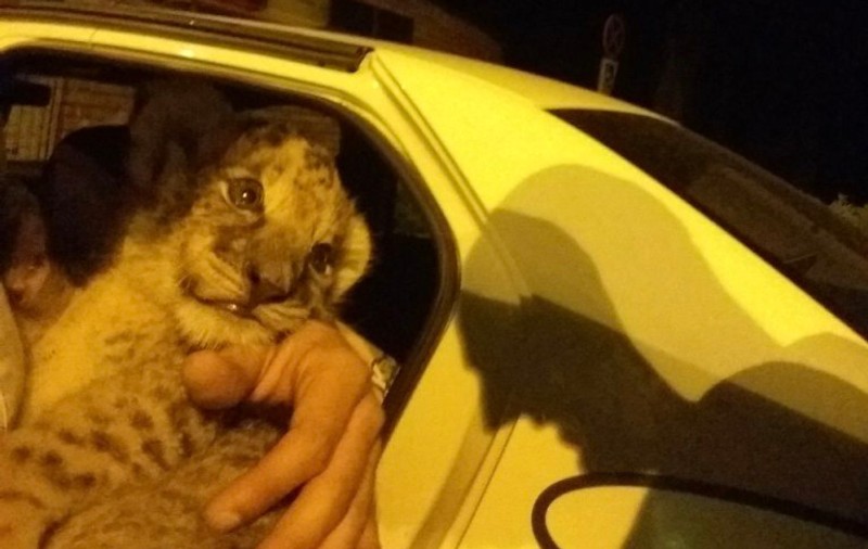 Au încercat să vândă un pui de leu la un ștrand din Timișoara. Ce explicații au dat Poliției
