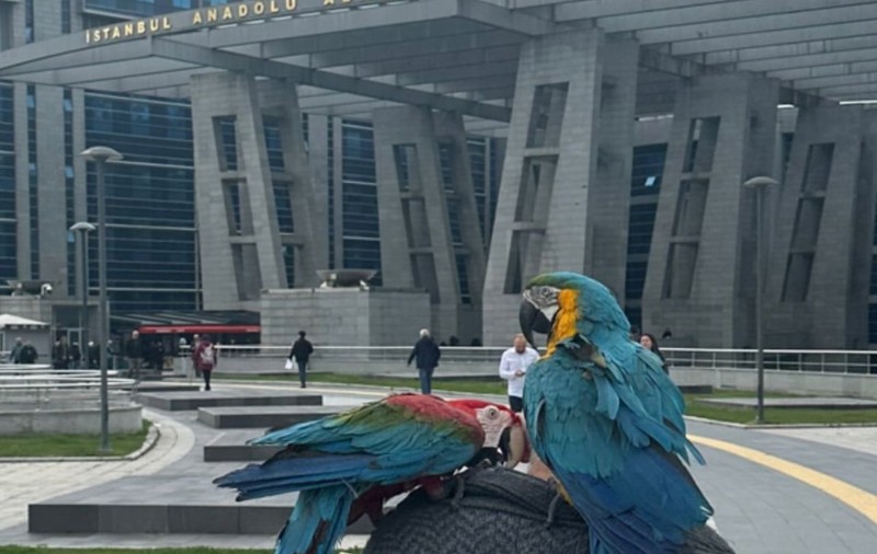 Un turc a venit cu papagalii ca martori în procesul de divorț. Ce propoziție repetau întruna