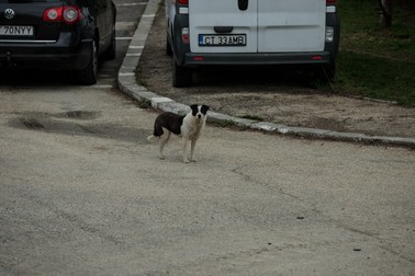 Câinii fără stăpân nu sunt o prezenţă neobişnuită în Cernavodă