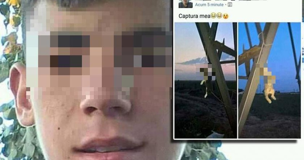 Un copil din Mehedinti a spânzurat două pisici și a postat fotografiile pe Facebook