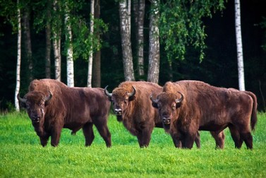 Rezervația forestieră Bialowieza Polonia