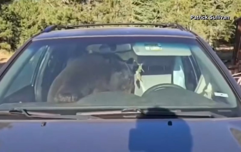 O ursoaică s-a încuiat în mașină și a claxonat toată noaptea, în SUA | VIDEO