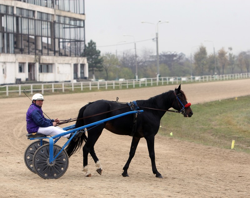 Vijelie a câștigat “Derby-ul de Trap” de la Mangalia. Povestea murgului