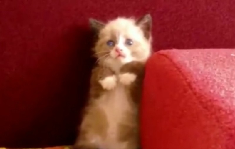 O pisicuţă şi cel mai îngrozitor duşman al ei! Vezi ce o sperie atât de rău | VIDEO DEMENŢIAL