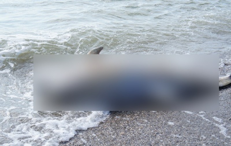 DESCOPERIRE MACABRĂ, la MARE! DOI DELFINI, GĂSIŢI în stare avansată DE DESCOMPUNERE
